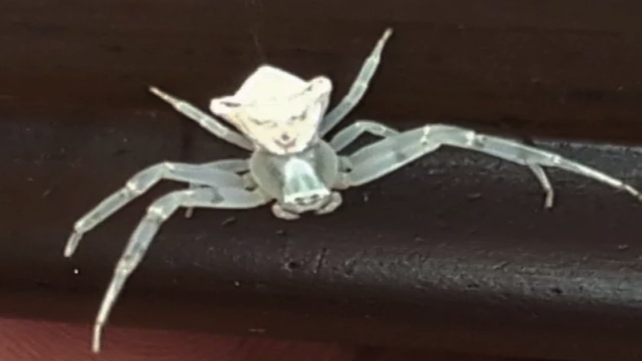 Maraş Göksun'da Görülen İnsan yüzlü örümcek Şaşırtıyor! "İnsan yüzlü örümcek" Kurbağa Prenses Ve Prensesin Masalını Hatırlattı...