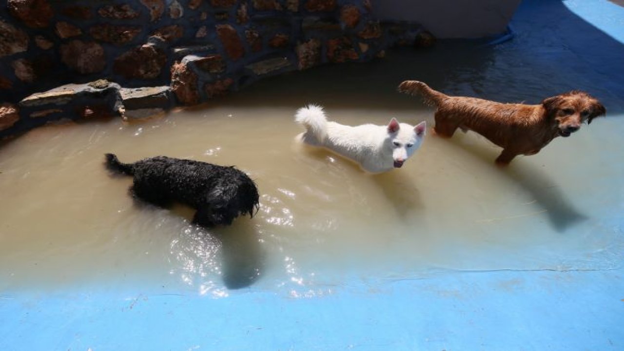 Gaziantep'te SICAKLAR BUNALTIYOR! Gaziantep'te sıcaktan bunalan pet otel sakinleri havuzda serinliyor... Video Haber