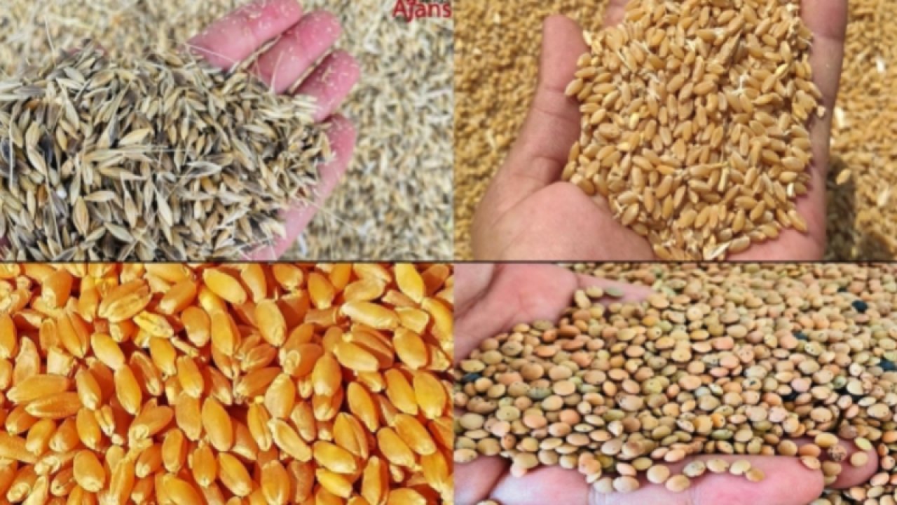Gaziantep Ticaret Borsası 1 Ağustos 2023 Salı Mercimek, Buğday, Arpa Ve Mısır Fiyatlarını Açıkladı... Gaziantep'te Buğday Fiyatları
