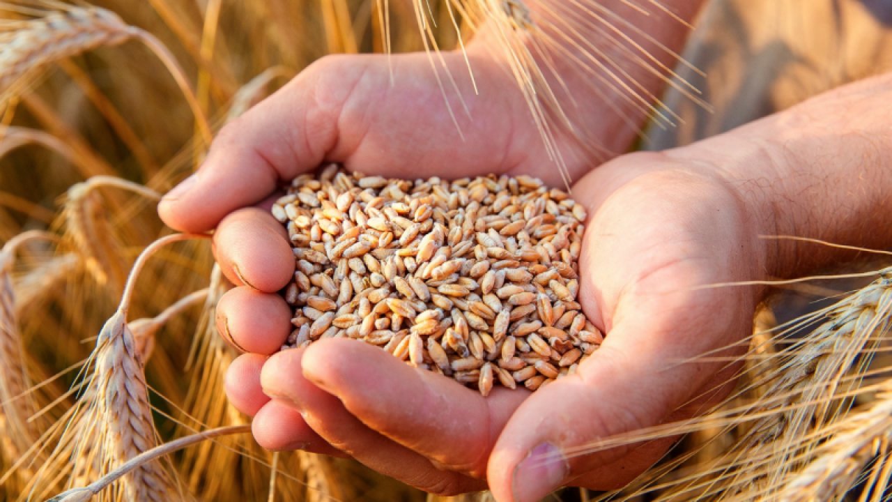Gaziantep Ticaret Borsası 8 Ağustos Salı 2023 Mercimek, Arpa, Mısır ve Buğday Fiyatlarını Açıkladı. Gaziantep'te mercimeğin kilogram fiyatı ne kadar?