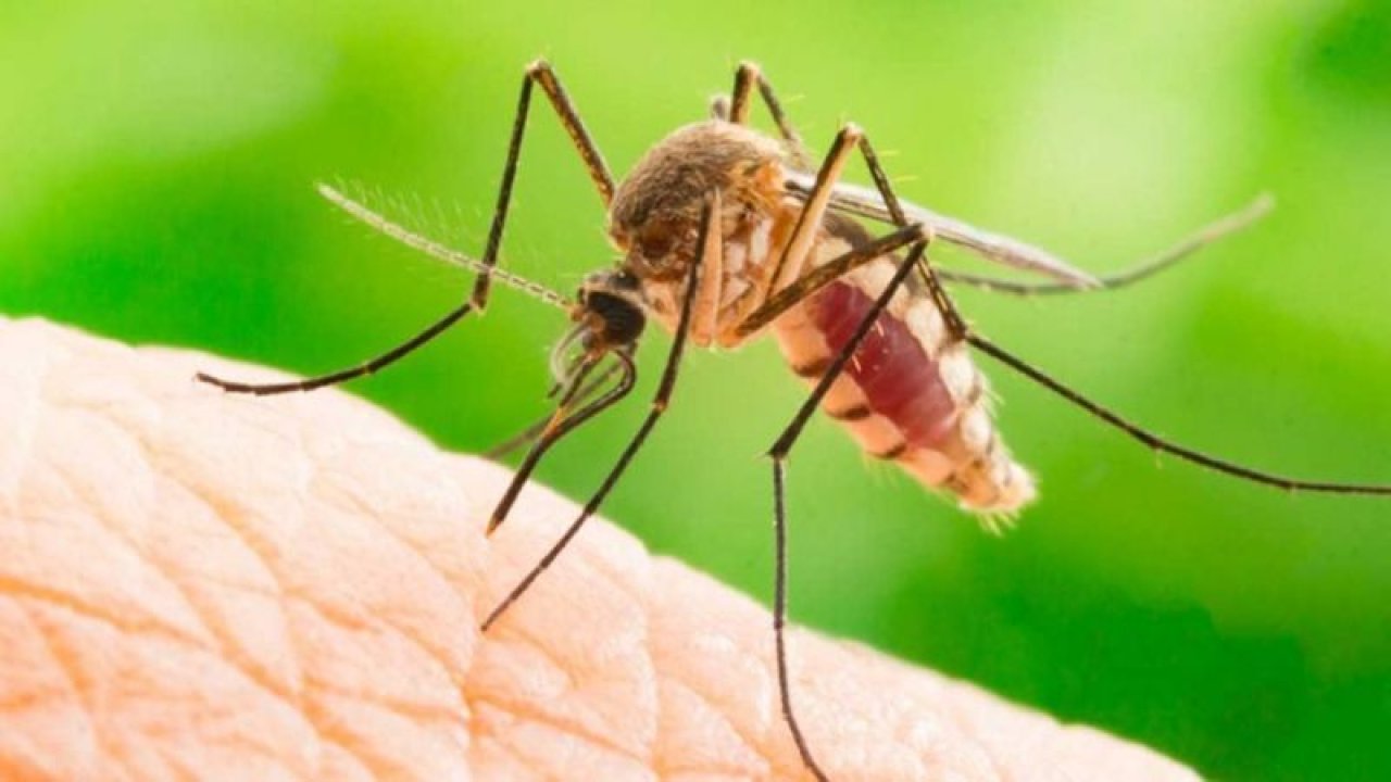 Kimyasal sivrisinek kovucuların alternatifi evinizde! Bu yöntemle evinizde kendi sinek kovucunuzu yapın