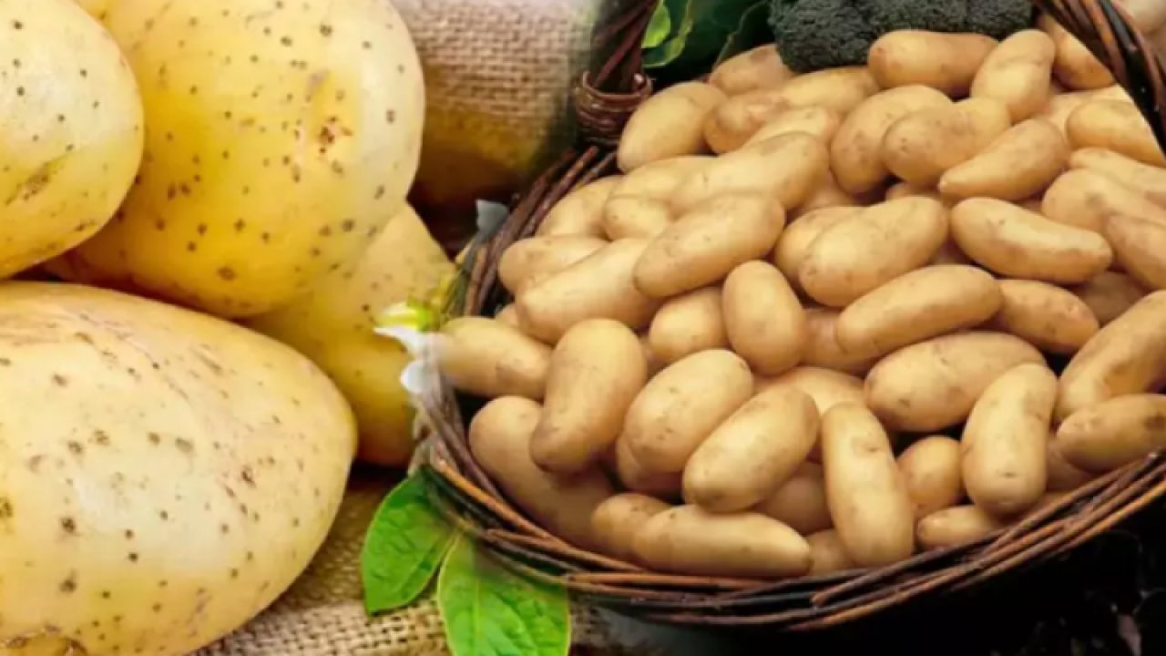 Patatesler arasındaki bu farkı bilmiyor olabilirsiniz: Kızartmalık patates ile yemeklik patates birbirinden çok farklı… Bu şekilde ayırt edin