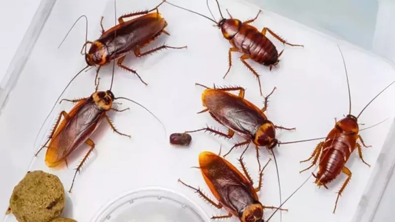 Bu yöntemle evinize böcek yaklaşmayacak: Hamam böceklerini adeta kesiyor!