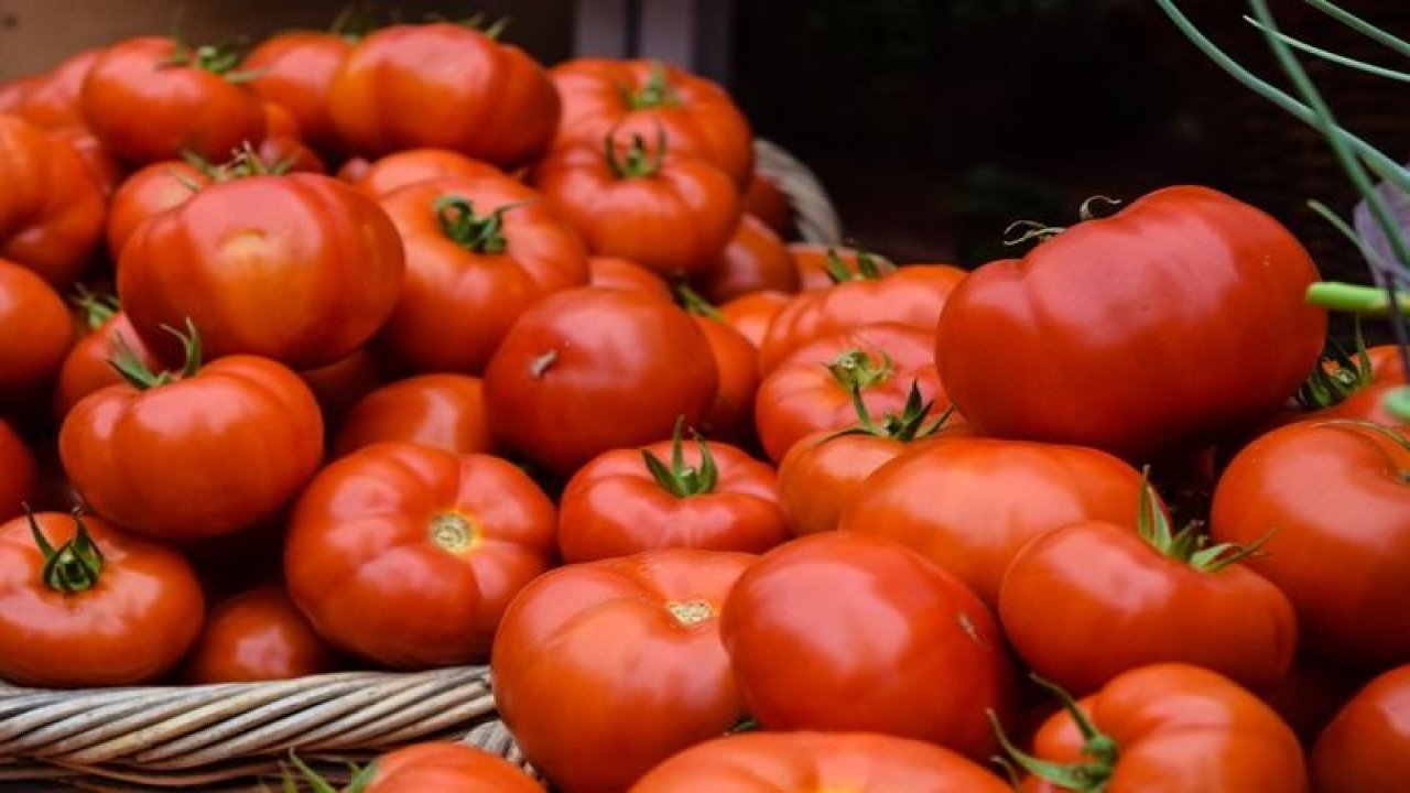 Çürük domatesleri atanlar pişman olacak! Meğer bilinmeyen bir etkisi varmış