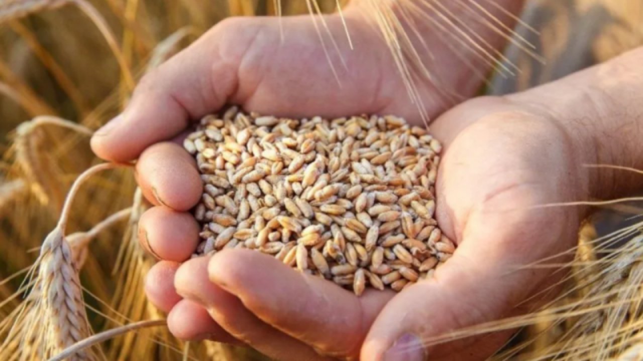 Gaziantep Ticaret Borsası 16 Ağustos Çarşamba 2023 Mercimek, Arpa, Mısır ve Buğday Fiyatlarını Açıkladı. Gaziantep'te ekmekli Buğday'ın kilogram fiyatı ne kadar?