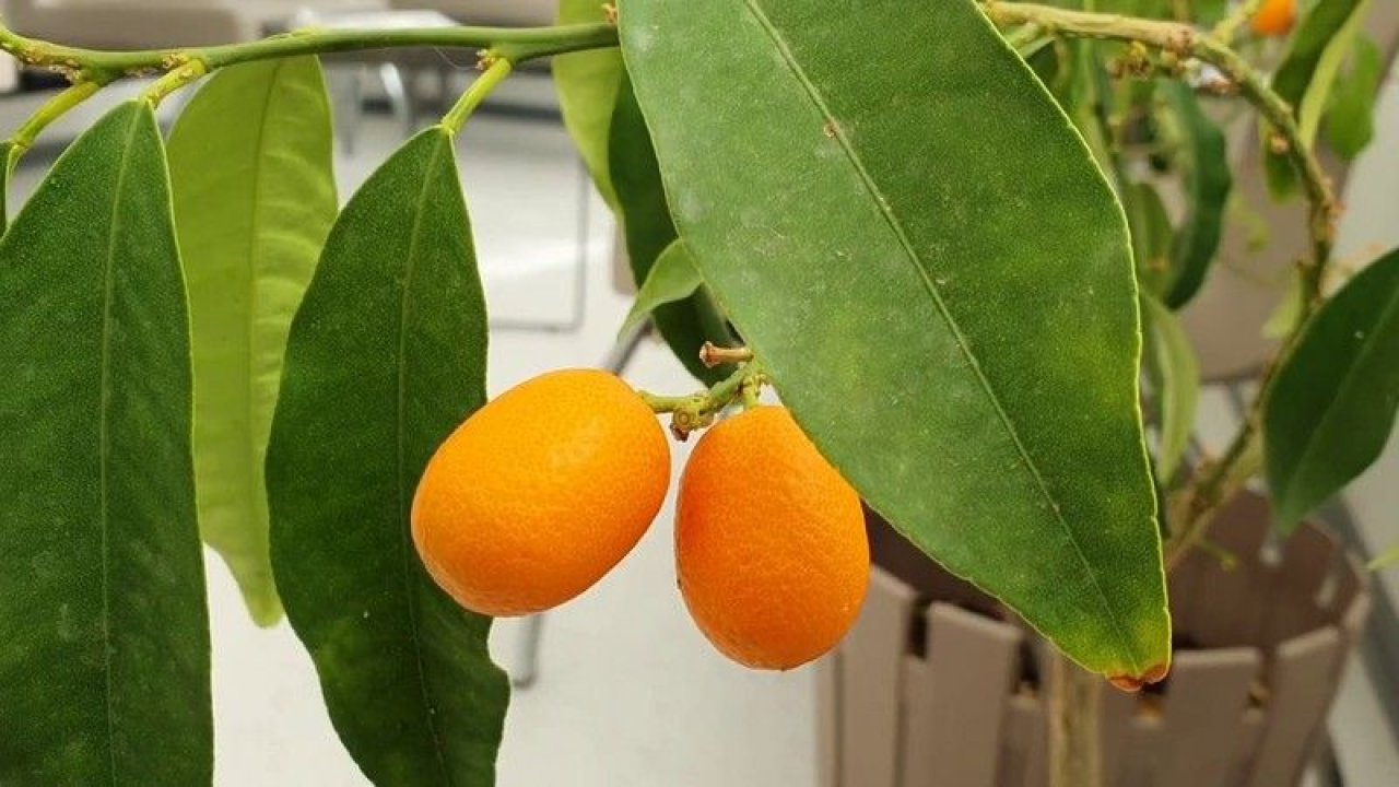 Asya’nın Altın Portakal’ı “Kamkat meyvesi”: C vitamini deposu çıktı! Damarlarda dolaşan zehri söküp atıyor!