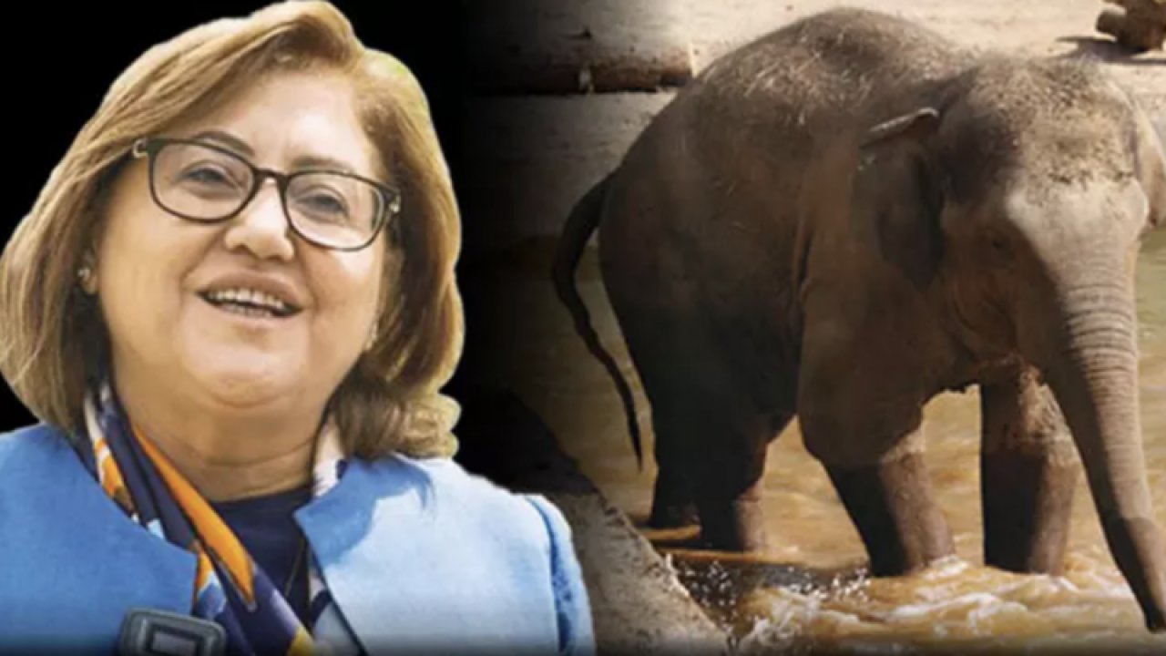 Fatma Şahin ve Cumhurbaşkanı Erdoğan’ın aslan ve fil diyaloğu