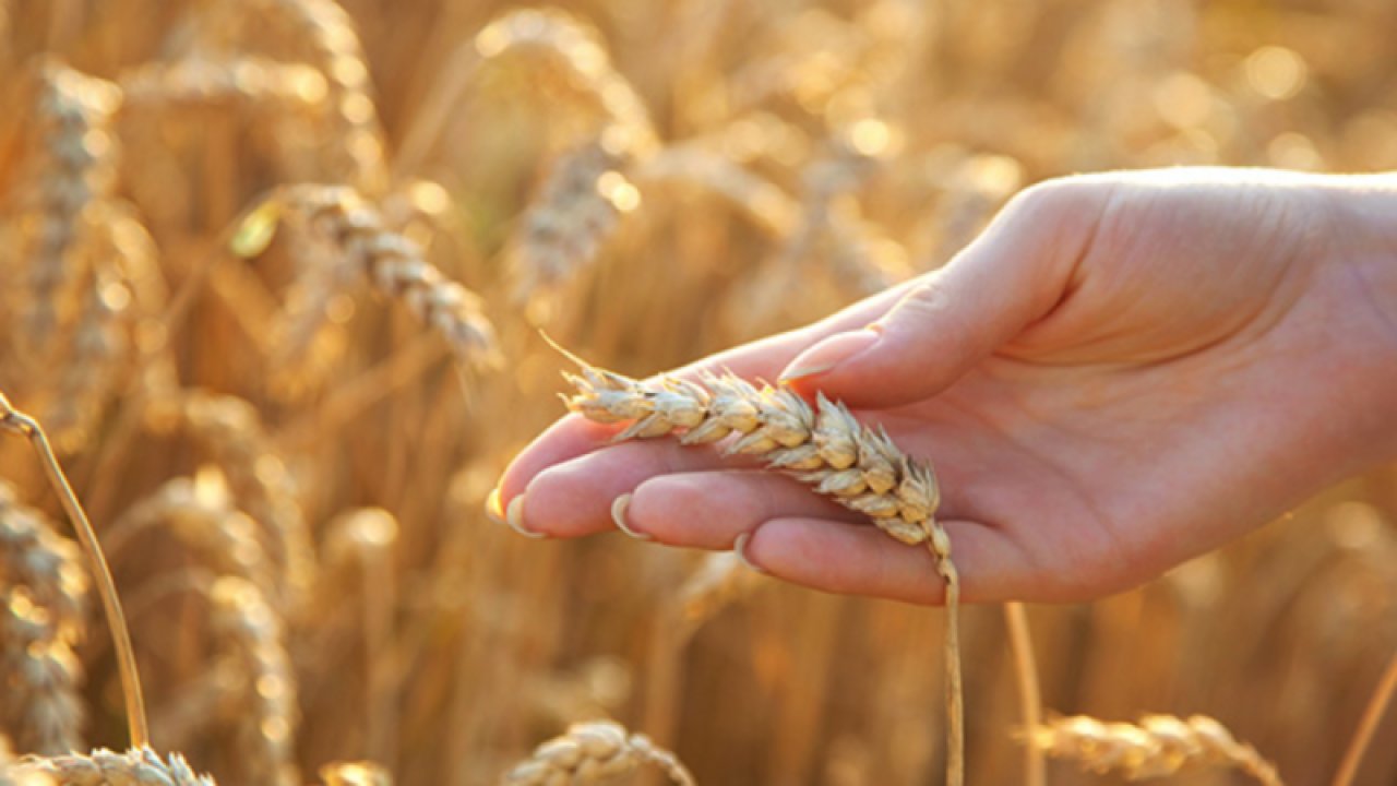 Gaziantep Ticaret Borsası 18 Ağustos Cuma 2023 Mercimek, Arpa, Mısır ve Buğday Fiyatlarını Açıkladı. Gaziantep'te mercimek ve Buğdayın kilogram fiyatı ne kadar?