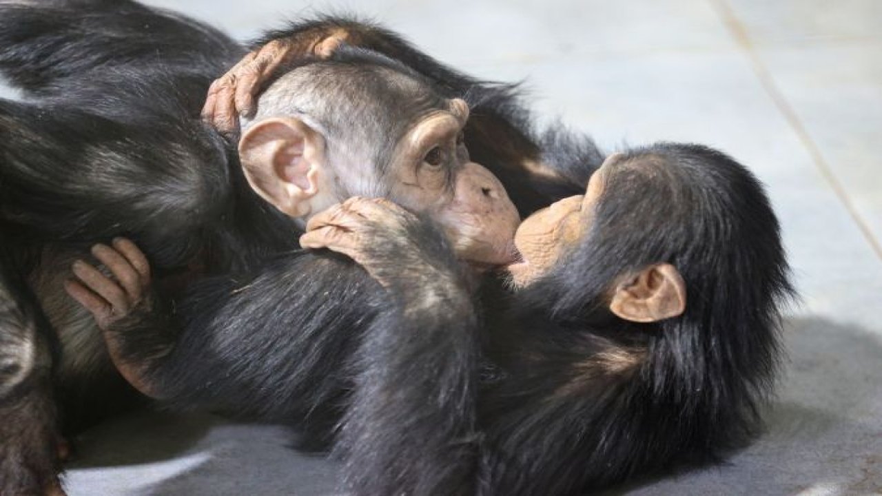 Gaziantep Doğal Yaşam Parkı sakinlerinden Şempanze "Can", 5 yıl sonra doğan kardeşi sayesinde annesiyle buluştu