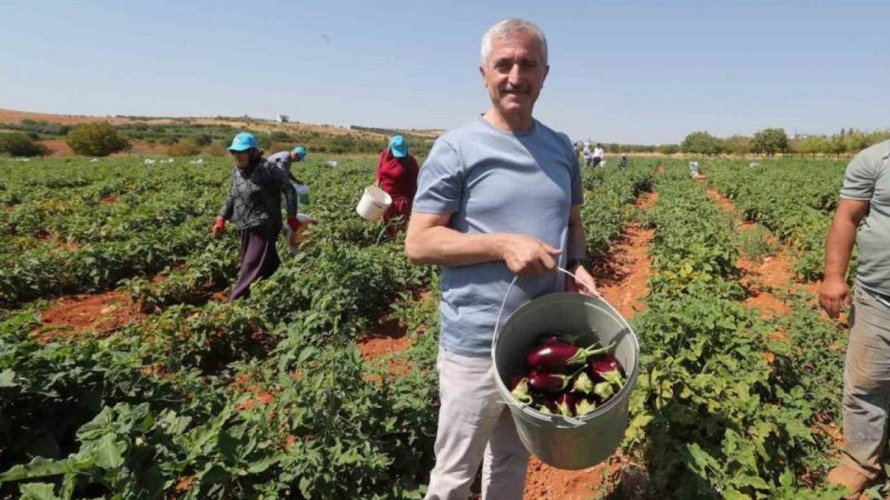 Başkan Tahmazoğlu, çiftçilerle tarlada domates ve biber topladı