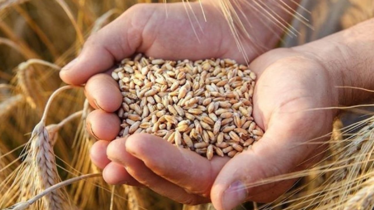 Gaziantep Ticaret Borsası 23 Ağustos Çarşamba 2023 Mercimek, Arpa, Mısır ve Buğday Fiyatlarını Açıkladı. Gaziantep'te mercimeğin kilogram fiyatı ne kadar?