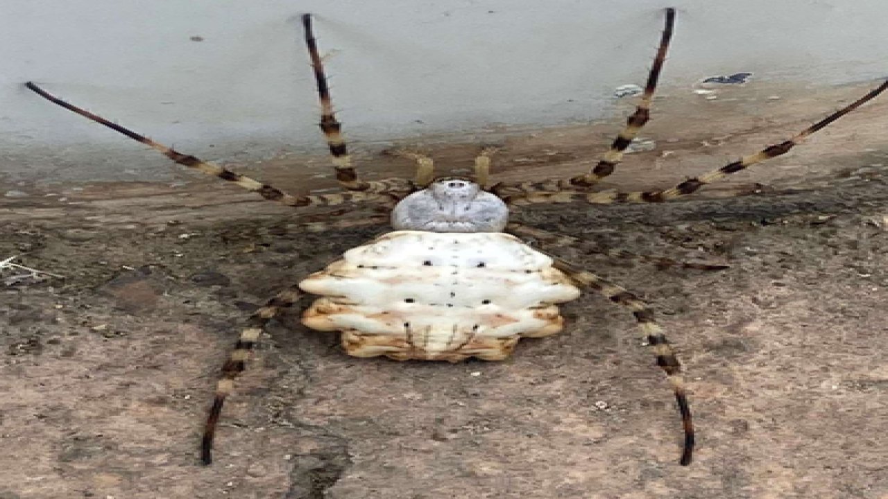 Gaziantepliler dikkat! Dünyanın en zehirli örümceği Güneydoğu'da görüldü...