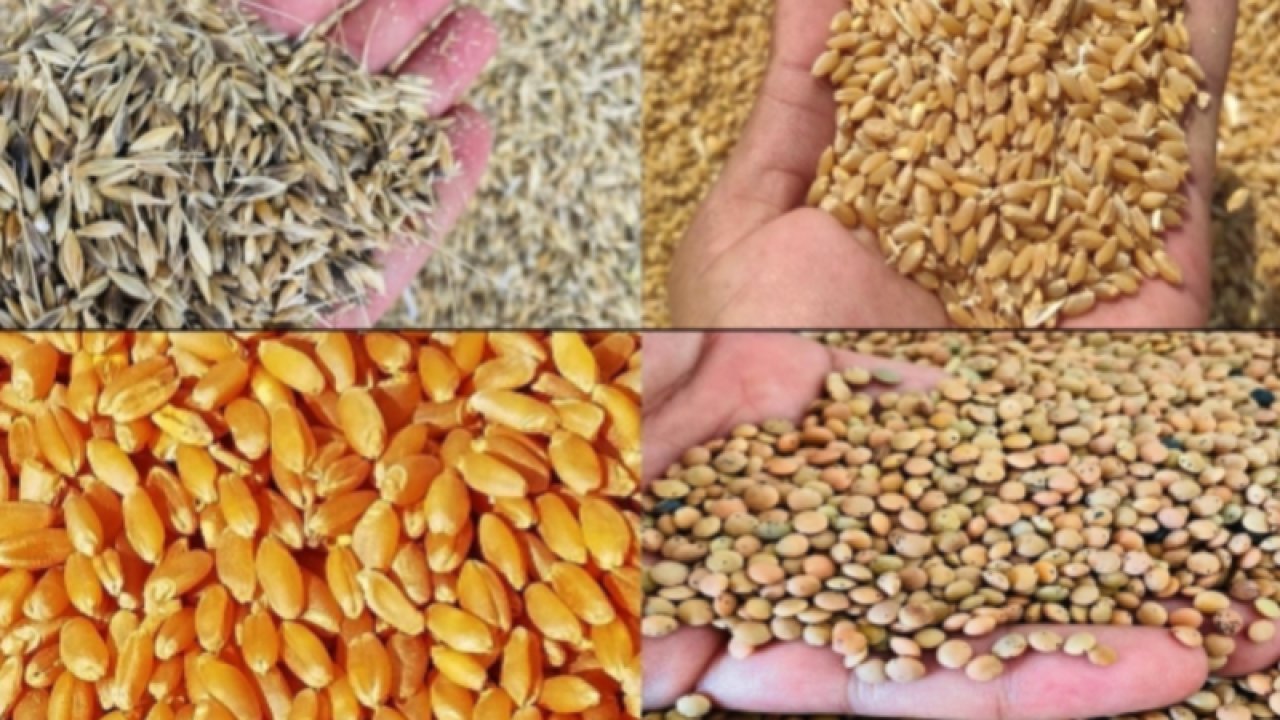 Gaziantep Ticaret Borsası 28 Ağustos Pazartesi 2023 Mercimek, Arpa, Mısır ve Buğday Fiyatlarını Açıkladı. Gaziantep'te mercimeğin kilogram fiyatı ne kadar?