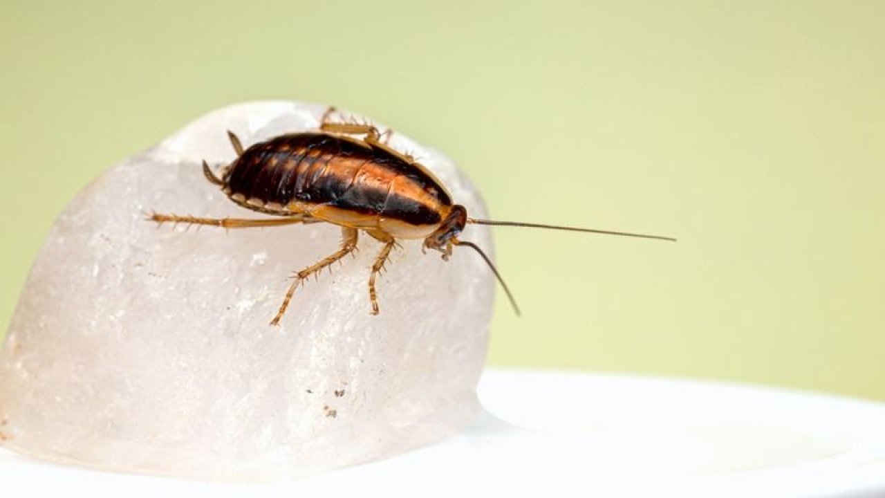 Hamam böceklerini evinizden uzak tutmanın kolay yolları: İşte kesin olan etkili çözümler