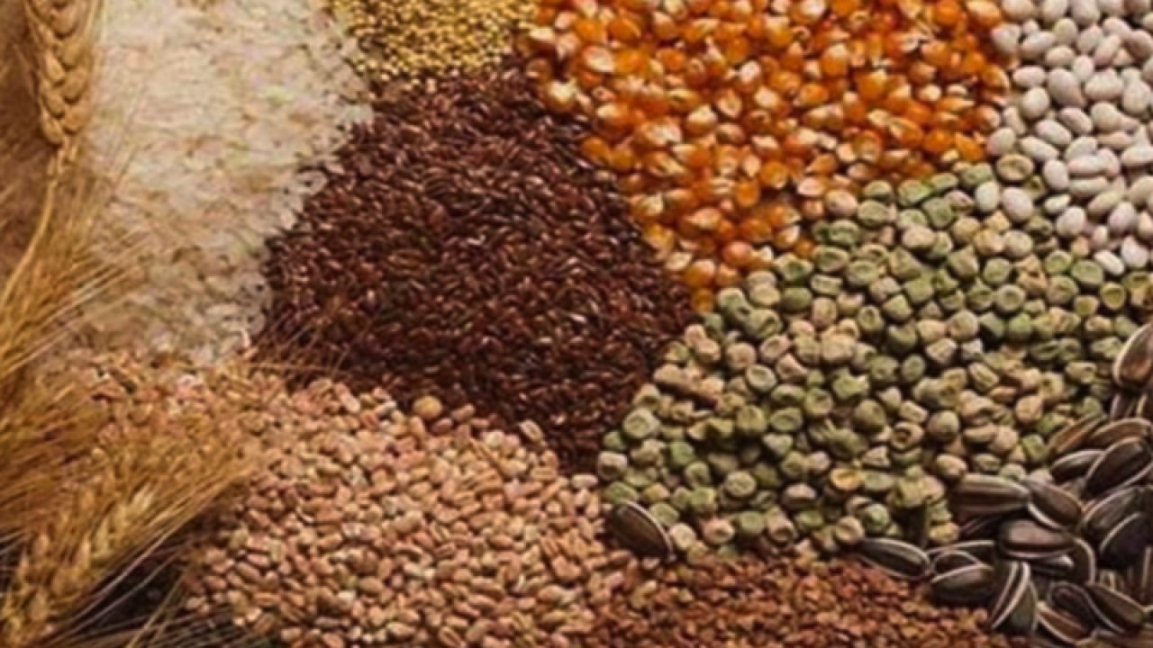 Gaziantep Ticaret Borsası 7 Eylül Perşembe 2023 Mercimek, Arpa, Mısır ve Buğday Fiyatlarını Açıkladı. Gaziantep'te mercimek ve Buğday'ın kilogram fiyatı ne kadar?