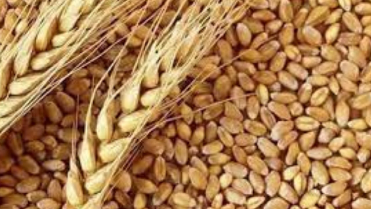 Gaziantep Ticaret Borsası 12 Eylül Salı 2023 Mercimek, Arpa, Mısır ve Buğday Fiyatlarını Açıkladı. Gaziantep'te mercimek ve Ekmeklik Buğday'ın fiyatı ne kadar?