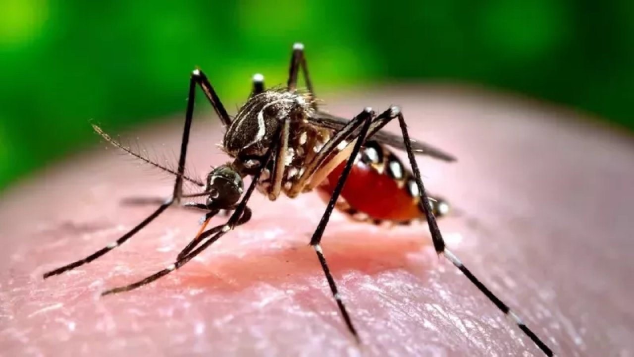 Sivrisinekler o kan gruplarına daha çok ilgi duyuyor! Meğer ısıracakları kişiyi seçerken…