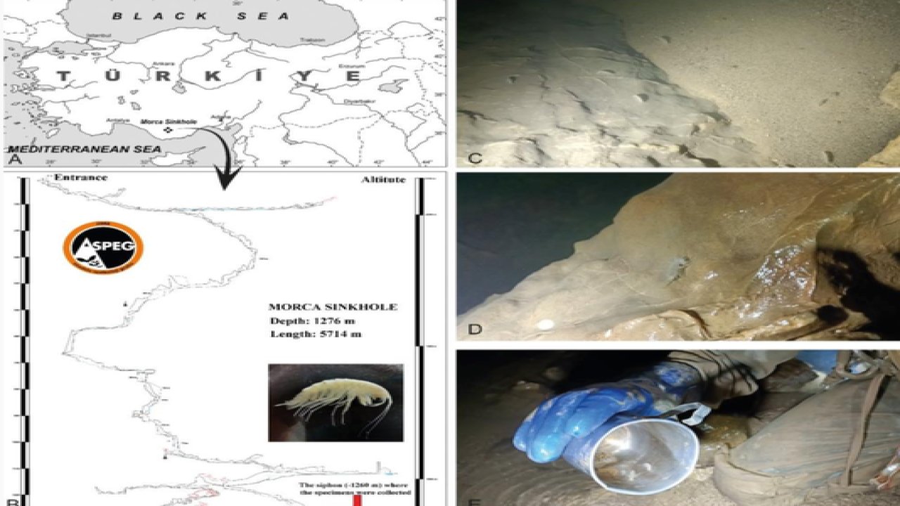Türkiye’nin en derin 3’üncü mağarasında yeni bir 'yangıç' (amphıpoda: gammarıdae) türü keşfedildi