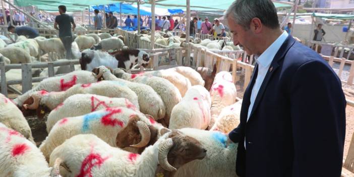 Gaziantep'te Kurban Fiyatları Uçtu! Başkan Tahmazoğlu Tepki Gösterdi: 'Fahiş fiyata karşıyız!'